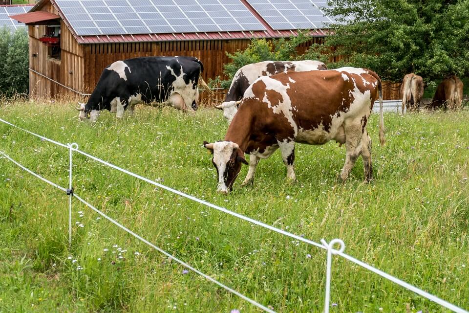 Solar Solutions for Dairy Farmers Step Into the Sustainable World